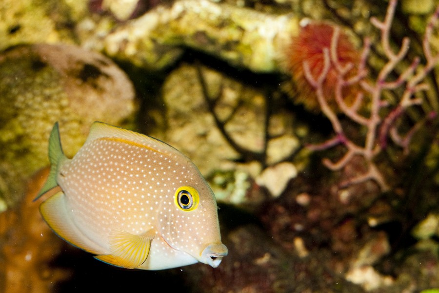 Surgeonfish in Saltwater, coral reef Aquarium